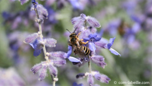 Abeille sur lavande